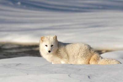 Arctic Fox