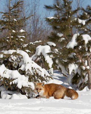 Red Fox