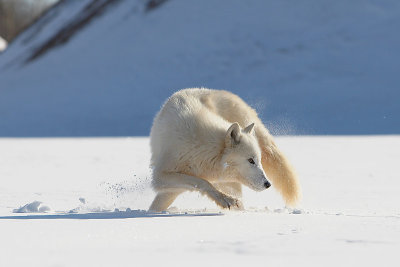 Arctic Wolf