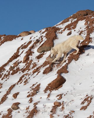 Arctic Wolf