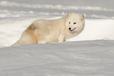 Arctic Fox