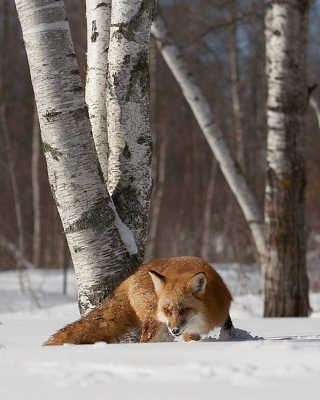 Red Fox