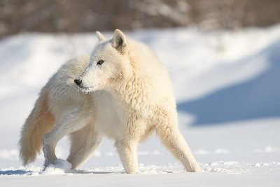 Arctic Wolf