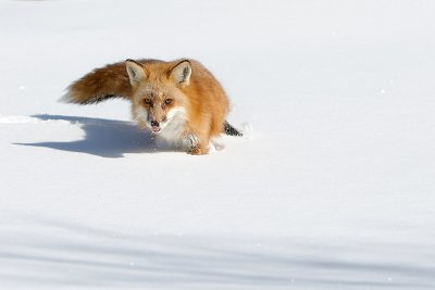 Red Fox