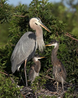 Great Blue Heron with Chicks
