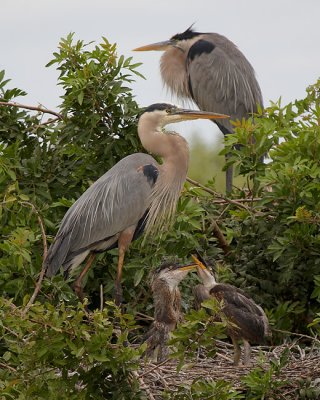 Great Blue Heron Family