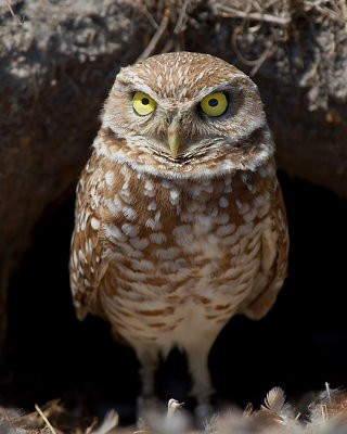 Burrowing Owl