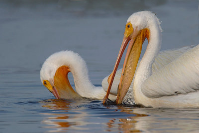 White Pelican