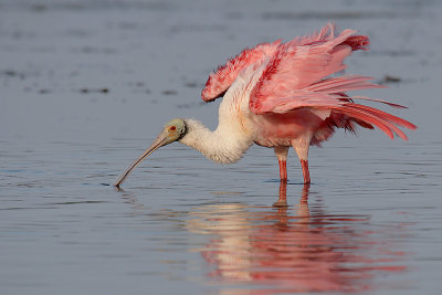 Roseate Spoonbill