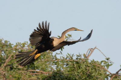 Anhinga