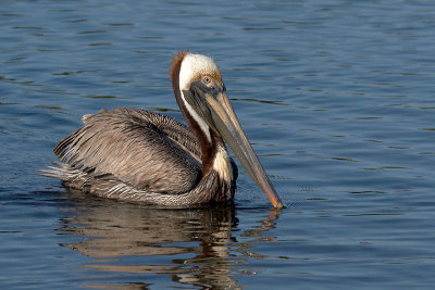 Brown Pelican