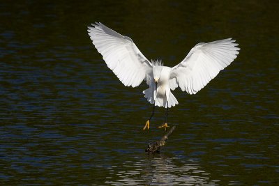 Snowy Egret