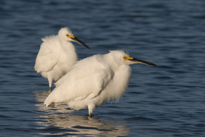 Snowy Egret