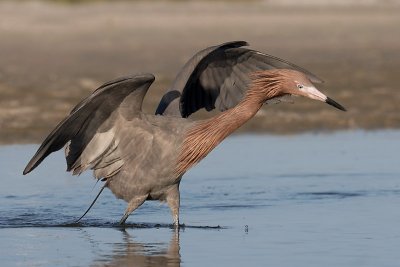 Reddish Egret