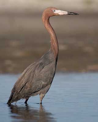 Reddish Egret