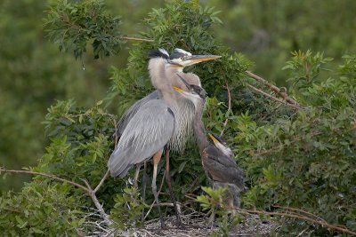 Great Blue Heron Family