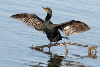 Cormorant