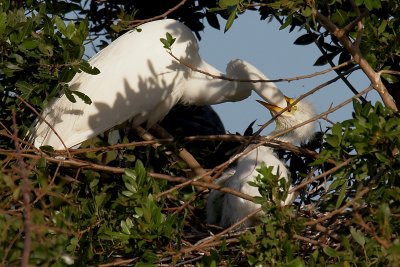 Great Egret Feeding Chick  (crop)