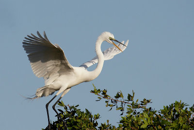 Great Egret