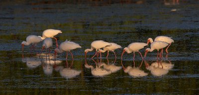 White Ibis