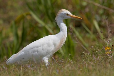 Cattle Egret