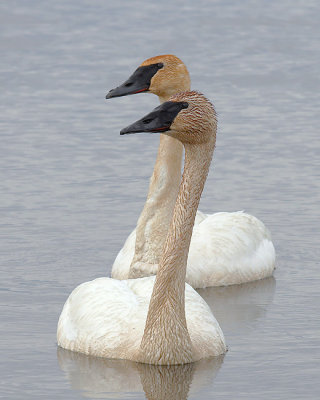 Trumpeter Swan