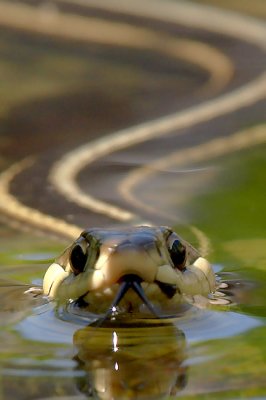 Prowling the Water Garden