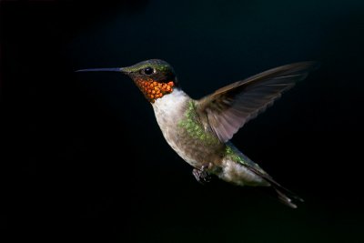 Ruby-throated Hummingbird