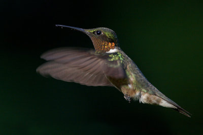 Ruby-throated Hummingbird