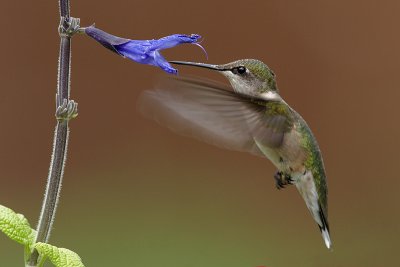 Ruby-throated Hummingbird