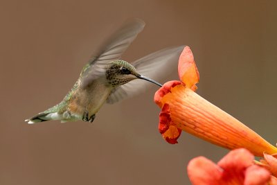 Ruby-throated Hummingbird