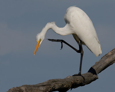 egret_8719.jpg