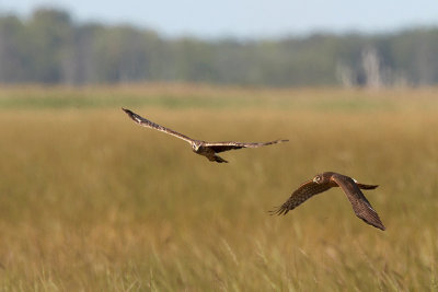 Northern Harrier