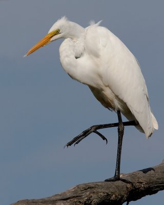 egret8804_3.jpg