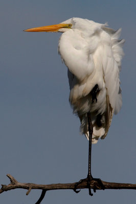 Great Egret