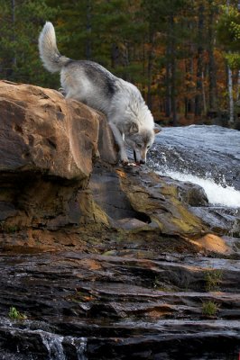 Timber Wolf