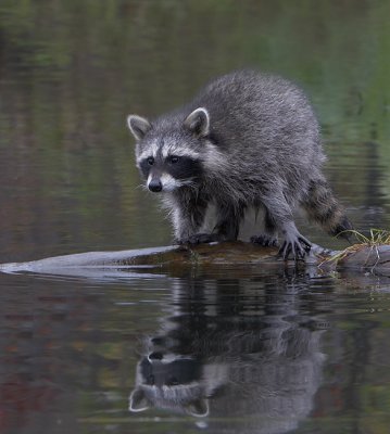 Raccoon