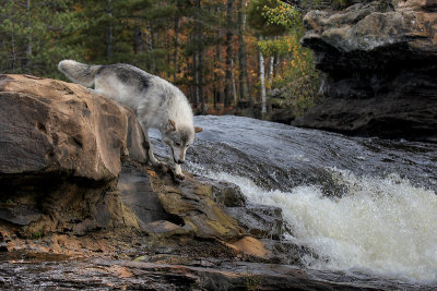 Timber Wolf