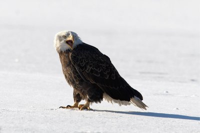 Bald Eagle