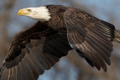 Bald Eagle