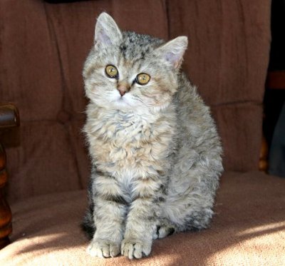 Selkirk Rex