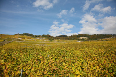 General view on Lavaux vineyards