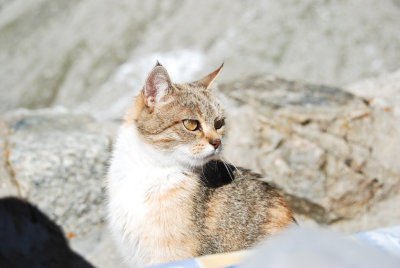 Housecat - snacks on basically anything