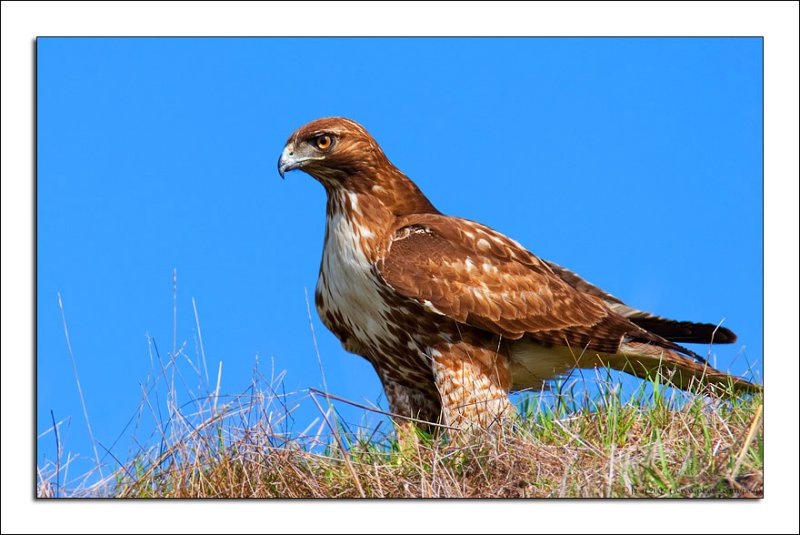 Ferruginous Hawk