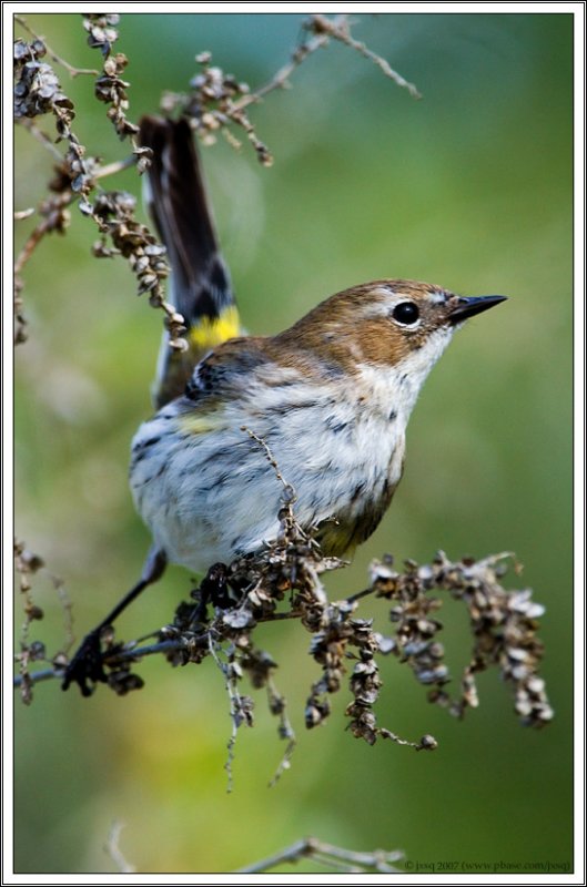 Yellow-rumped Warbler