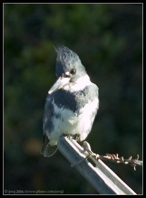 Belted kingfisher 
