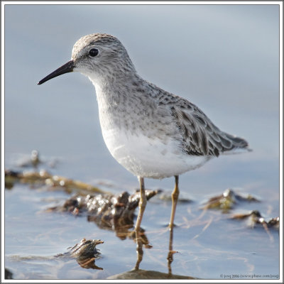 least sandpiper