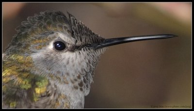hummingbird portrait