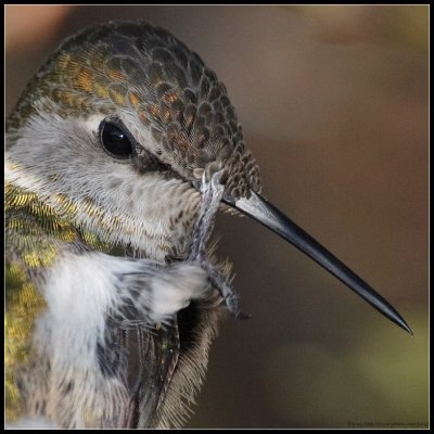 another hummingbird portrait