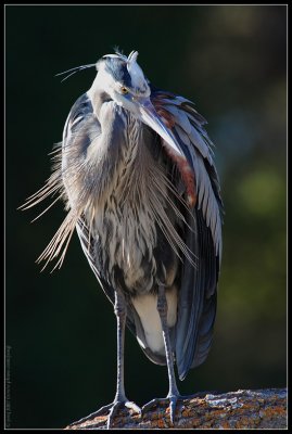 great blue heron